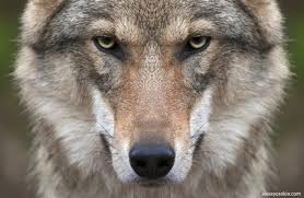 Create meme: wolf animal, wolf, wolf face