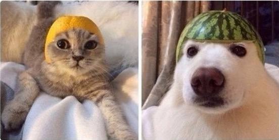 Create meme: a cat in a hat meme, the cat in the hat meme, a cat in a watermelon helmet