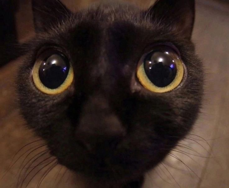 Create meme: bug - eyed cat, black cat with bulging eyes, a cat with bulging eyes
