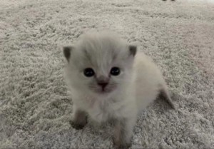 Create meme: kittens silver chinchilla, kitties