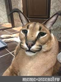 Create meme: karakal gosha, Caracal, caracal cat