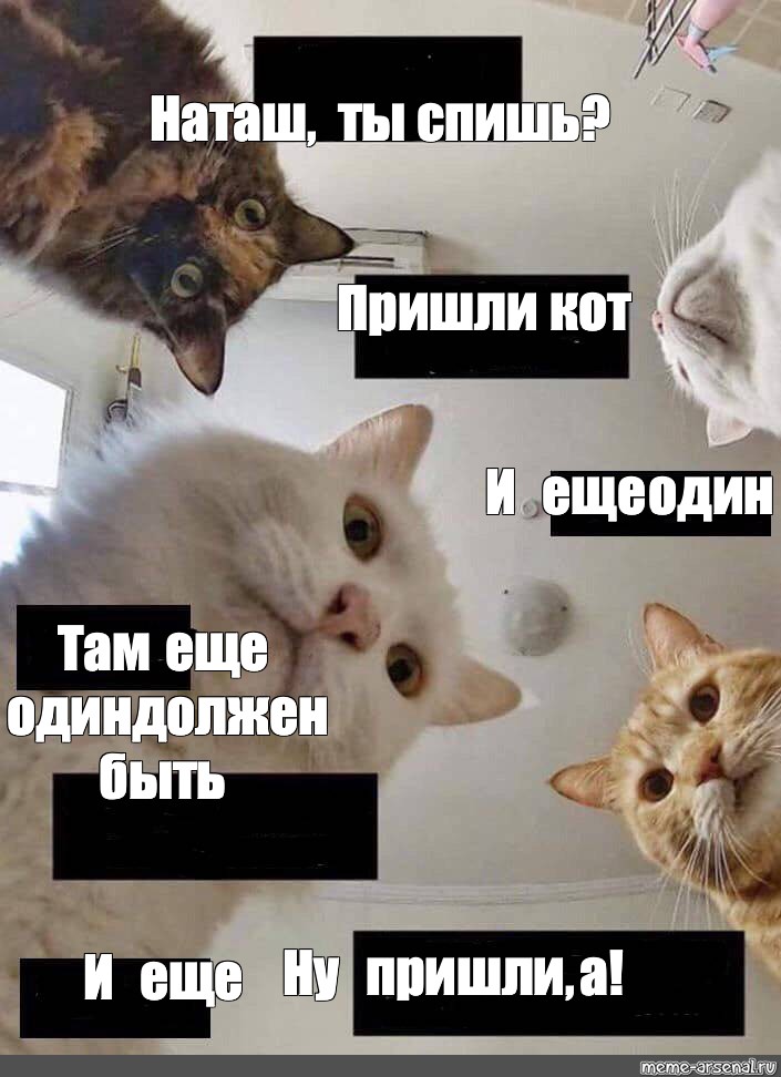 Наташа Ты Спишь Коты Картинки