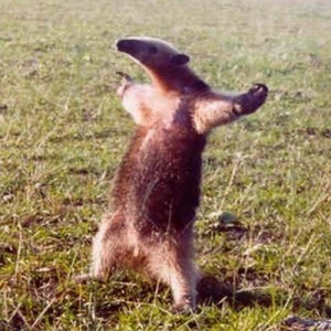 Create meme: anteater on its hind legs, anteater in the rack, the anteater is funny