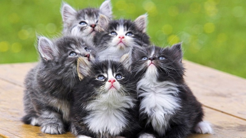 Создать мем: котята пушистые, много милых котиков, котята