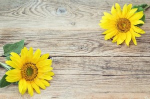 Create meme: background sunflowers tree, the sunflower on the table top view, potion sunflowers