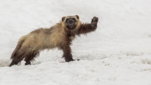 Create meme: Wolverine animal, Kronotsky nature reserve Wolverine, photo wild Wolverine