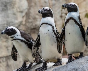 Создать мем: пингвин гималайский, очковый пингвин, penguin