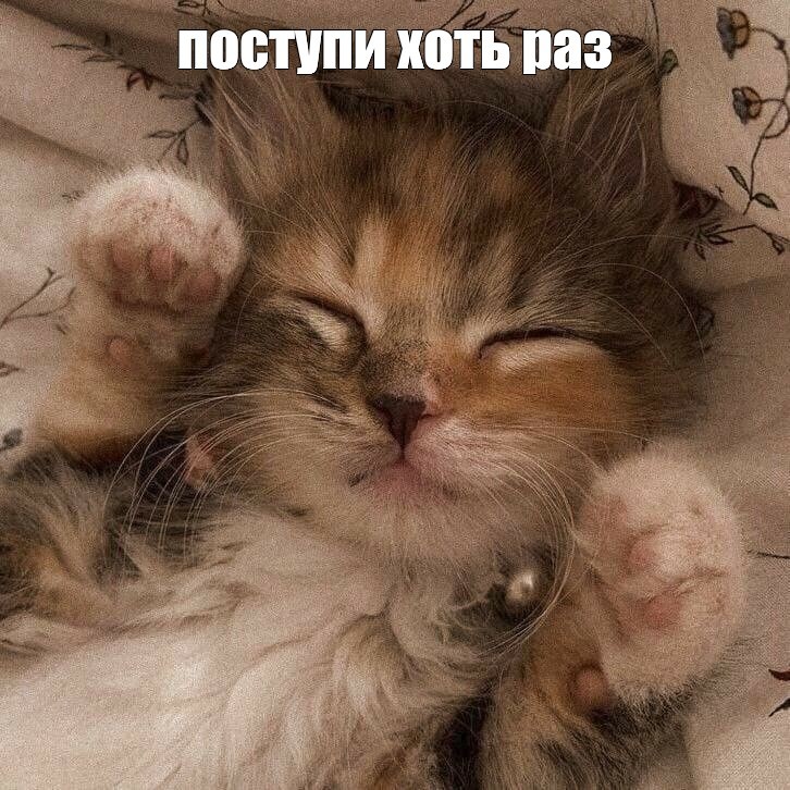 Создать мем: спящий котенок, очень милые котята, котик