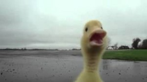 Create meme: koca, when I saw, duck