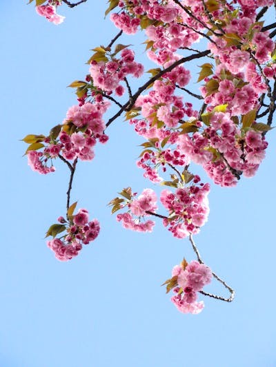 Create meme: Cherry Blossom, cherry blossoms, cherry blossom