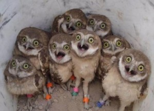 Create meme: owl, funny, owl