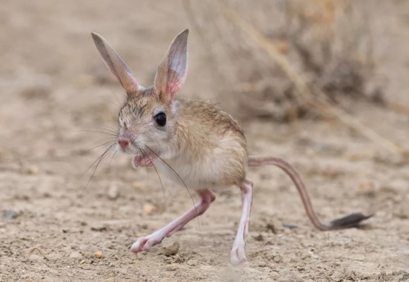 Create meme: jerboa ground hare, big jerboa, jerboa