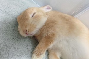Создать мем: милые кролики, милый кролик спит, милый спящий кролик