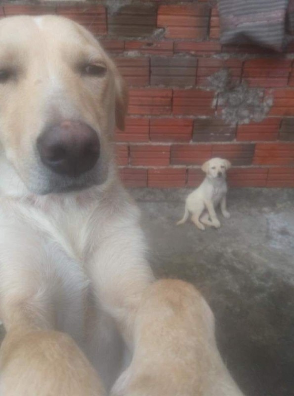 Create meme: labrador mestizo white, Labrador Retriever , Labrador dog