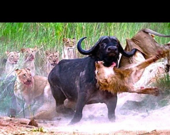 Create meme: hunting lions in the wild for buffaloes, African buffalo vs. lion, lion vs buffalo