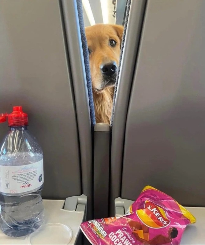 Create meme: a dog on a plane, funny animals , dog 