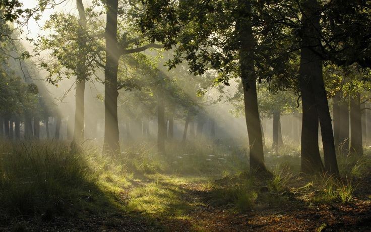 Create meme: a path illuminated by the sun, forest landscape, summer morning in the forest