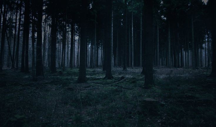 Create meme: Forest night, dark dark forest, Gloomy forests