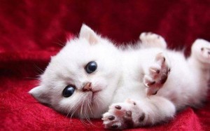 Create meme: cute kittens