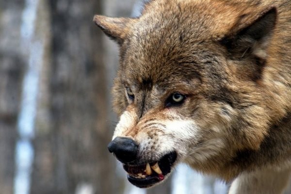 Create meme: fierce wolf, wolf, wolfish grin