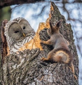 Создать мем: мудрая сова, вот так встреча, owl