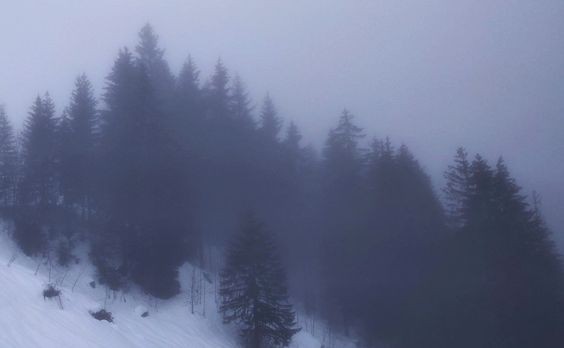 Create meme: foggy landscapes, aesthetics of the forest, spruce in the fog