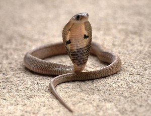Create meme: Cobra snake, snake king Cobra, spectacled Cobra