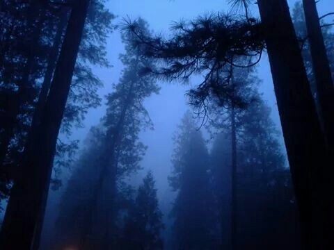 Create meme: forest , fog in the forest, dark forest
