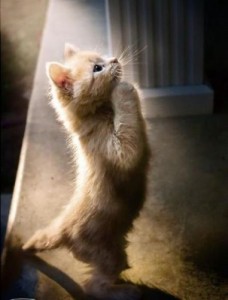 Create meme: The praying kitten