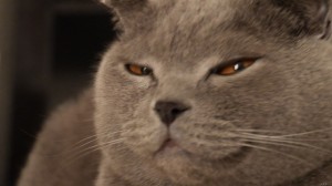 Create meme: cat, cat British, cat suspects