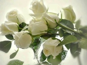 Создать мем: цветы белые розы, роза белая роза, белые розы для любимой