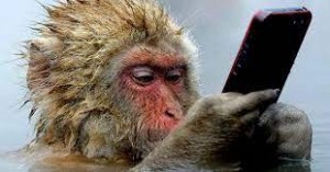Create meme: monkey, monkey animals, monkey