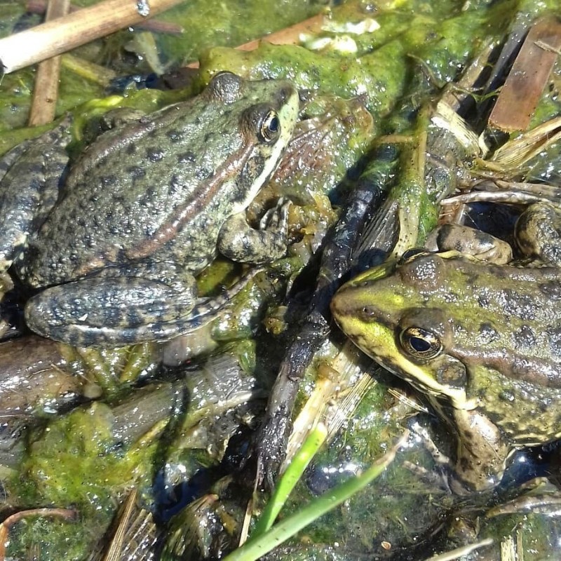 Create meme: frogs, frog toad, lake frog