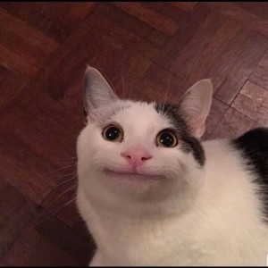 Create meme: the cat smiles slyly meme, joy cat meme, cat meme