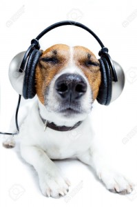 Create meme: Jack Russell Terrier, dog in headphones