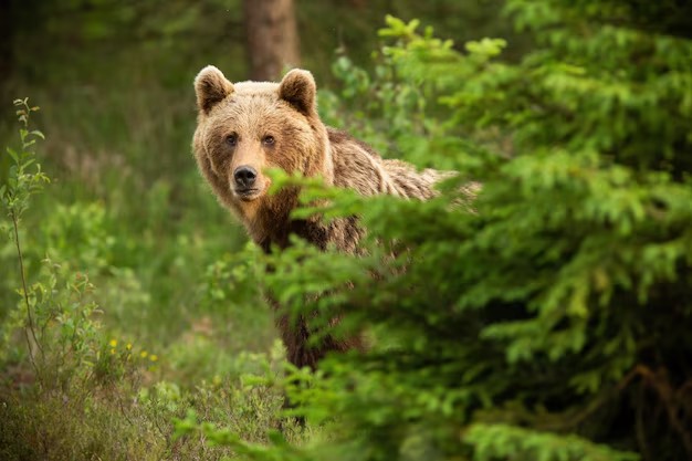 Create meme: siberian brown bear, brown bear in the woods, brown bear in khmao