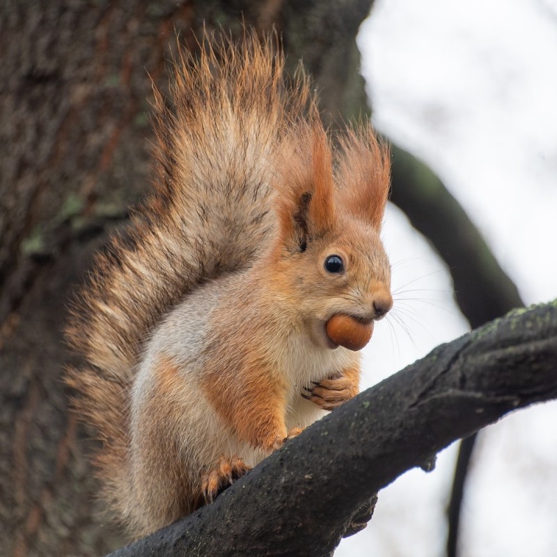 Create meme: squirrel 's hollow squirrel, common squirrel, protein 