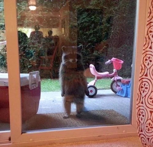 Create meme: raccoon in the window, raccoon funny , meme raccoon 