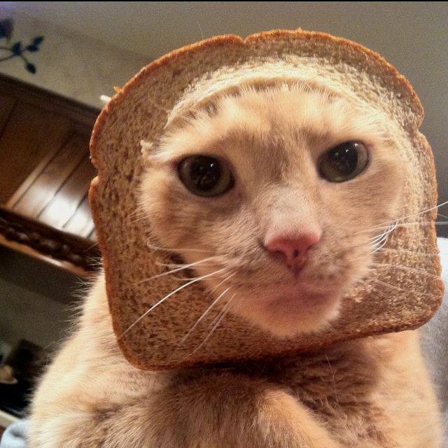 Создать мем: кот бутерброд, котики смешные, животные забавные
