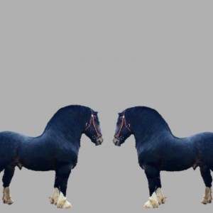 Create meme: the horse blanket back on track horse, horse, animal