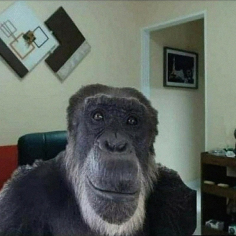 Создать мем: смешная горилла, обезьяна улыбается мем, обезьяна из мема