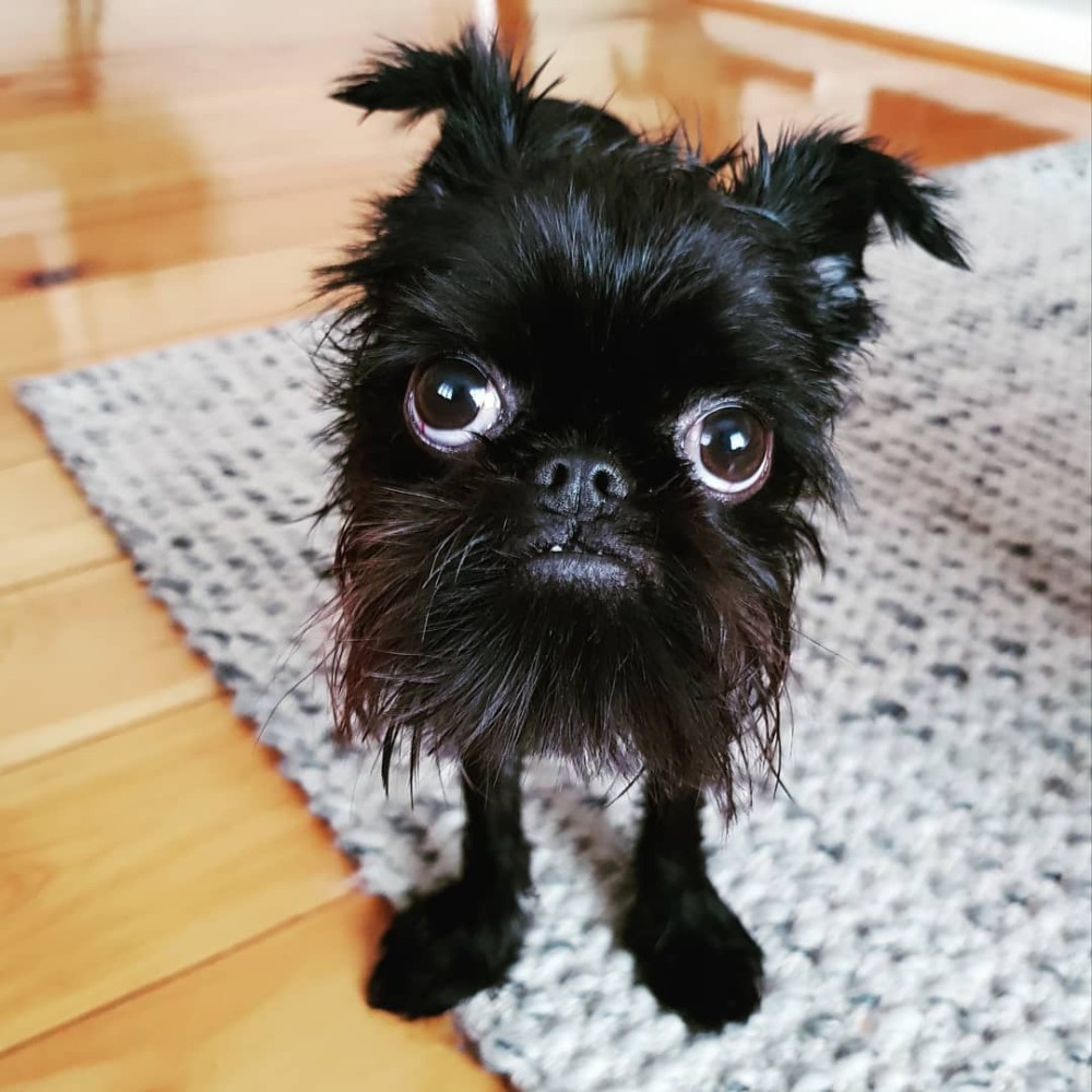 create-meme-breed-of-dog-gremlin-dog-gremlin-the-belgian-griffon