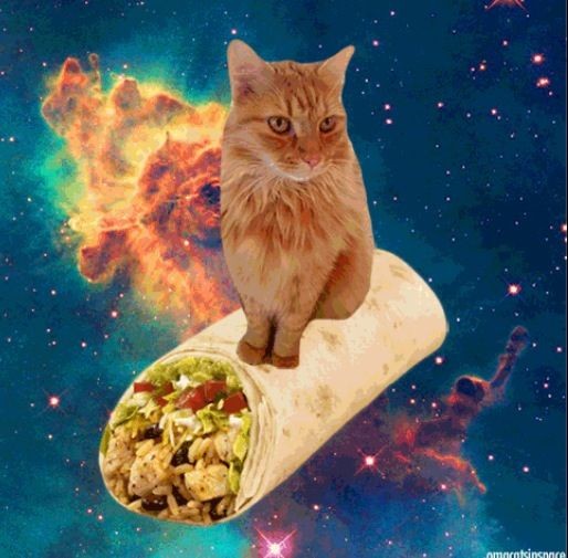 Создать мем: космический кот, шаурма из кота, кот космос