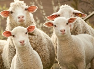 Create meme: a flock of sheep photo, photo of herd of sheep and sheep, a flock of sheep