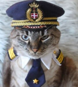 Create meme: cats, puss in military skoah, Cat