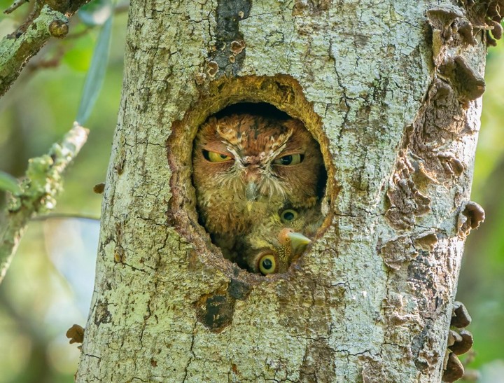 Create meme: owl's hollow, house owl nest, owl owl