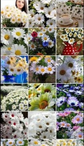 Create meme: chamomile mood, Daisy, chamomile field