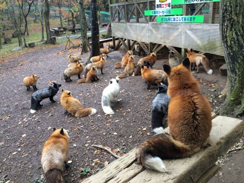 Create meme: dzao kitsune mura, Fox , fox village in japan