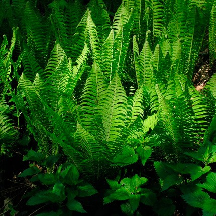 Create meme: ostrich fern, garden fern, the fern plant