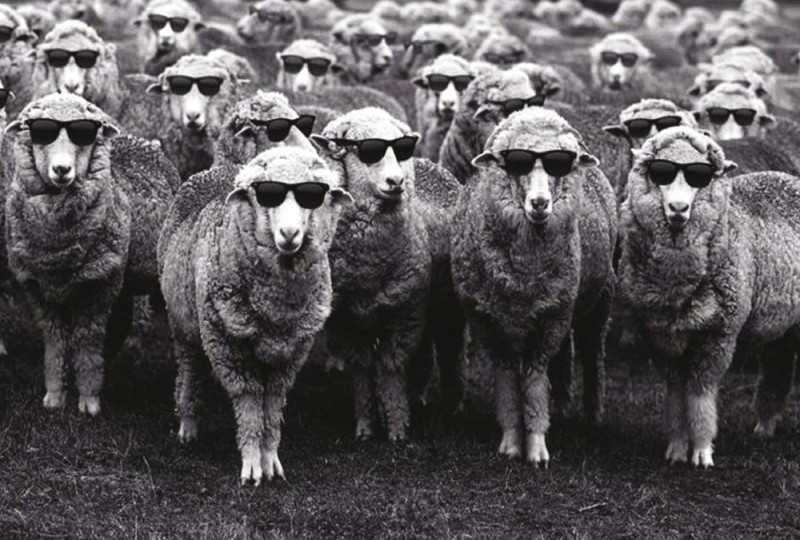 Create meme: sheep herd, a flock of sheep , herds of sheep